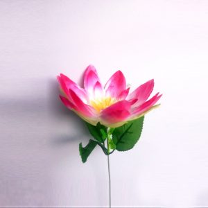 Pink Lotus